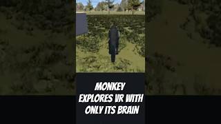 Monkey Explores VR with Only Its Brain