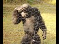 Chimpanzees go crazy at Olpajeta Conservancy