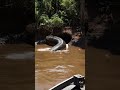 Giant Amazon Anaconda Hunt: The Longest Snake Ever Caught Alive!