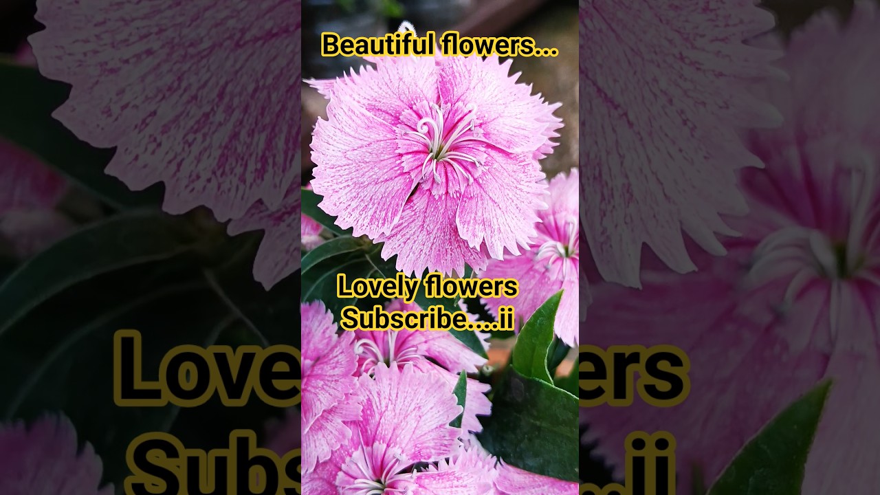 🪴🪴#newsong #flowers #viralvideo #motivation #ytshort #ytshorts #youtubeshort #plants #shorts #viral