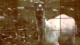 Download Lagu Alice in Chains - Man In The Box (Goat version) MP3