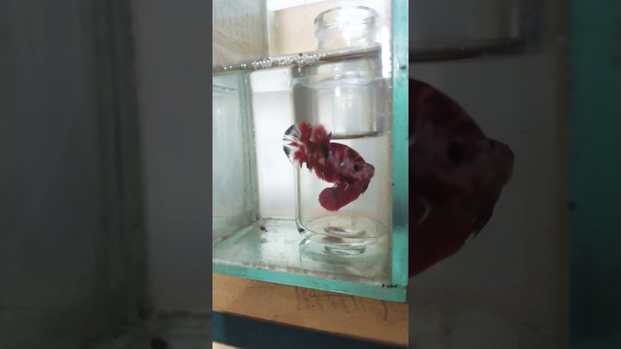 Proses Penjodohan Cupang Pemula 