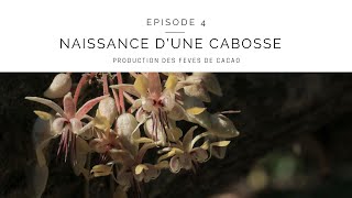 Production des fèves de cacao - Episode 4 - Naissance d'une cabosse