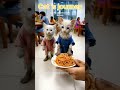 Cat's Journey #short