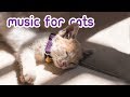 Musique extralongue pour chat  15 heures de thrapie fline antianxit