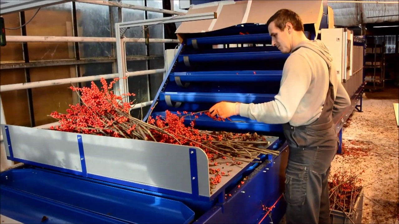 Ilex sorting-machine at the Groeneveld plantation