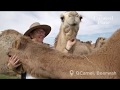 QCamel x Hum Honey | Camels &amp; Canapes