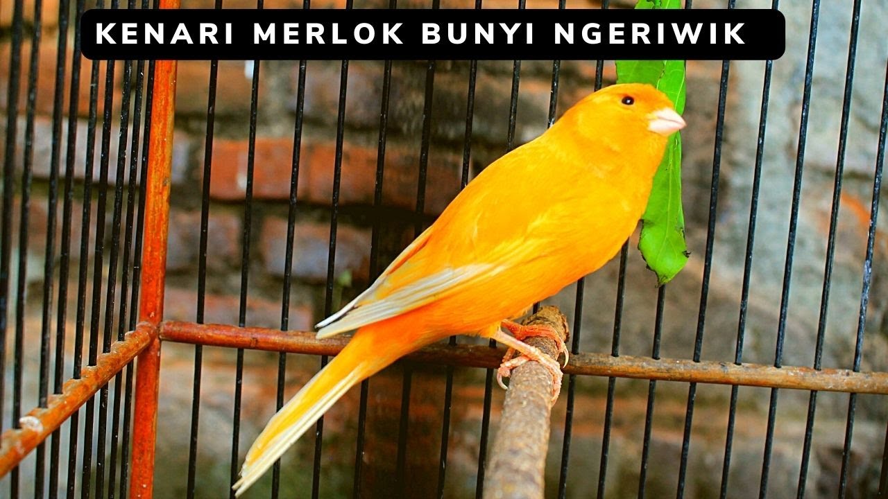 Kenali Alasan Kenari Sering Ngeriwik Malam dan Solusinya Kenali Alasan Kenari Sering Ngeriwik Malam dan Solusinya