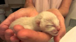 One-Day Old Hairy Peterbald Kitten by mkant69 312 views 12 years ago 12 seconds