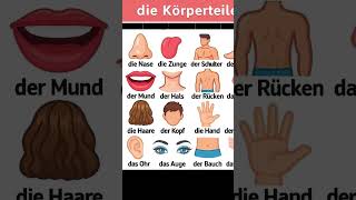 Die Schulter 😊subscribe for more 🇩🇪 #learngerman #germany #germanpronunciation