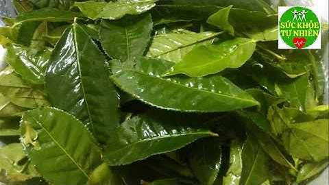 Trà Xanh Có Tác Dụng Gì? 15 Điều Nhất Định Phải Biết Khi Bạn Muốn Uống  Trà Xanh