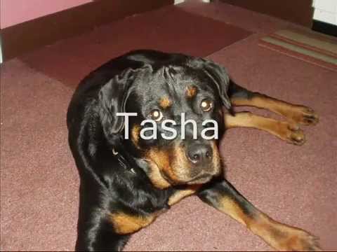 rottweiler rehoming centre