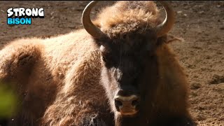 Appreciating The Power Of A Bison