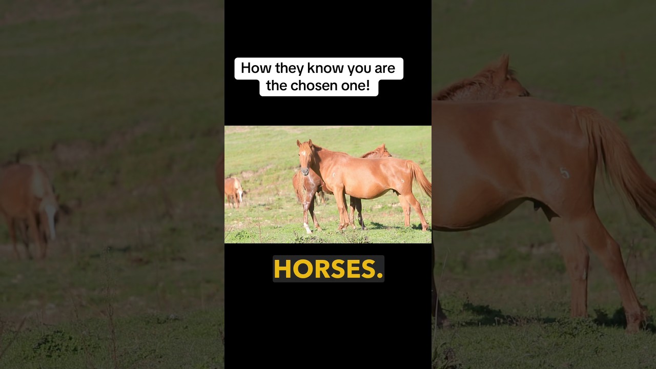 When a horse does this?? They know you are the chosen one ! 