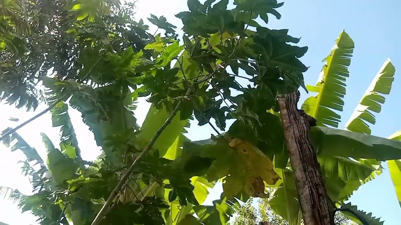 Mini Castor Plants Garden Tour: Growing Castor at Home 