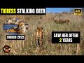 Ep 21  tigress paarwali stalking spotted deer to hunt for her cubs  morning safari in dhikala