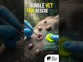 Jungle Vet's Elephant Rescue ASMR: Tick Removal
