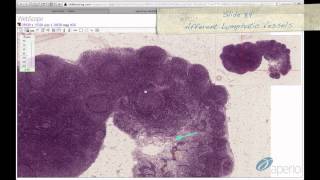 Histology Helper - Lymphoid Tissue Histology