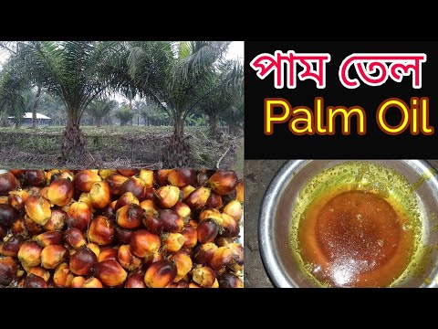 ভিডিও: তেল পাম এবং এর সমালোচিত তেল