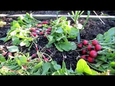 Video: Agosti: Kupanda Radishes