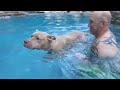 the new pack's 1st swim