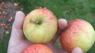The Sunset apple