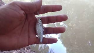 Mancing ikan wader umpan ulat pisang