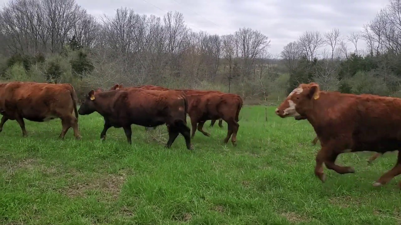 Cattle drive onto spring grass with baby calves.