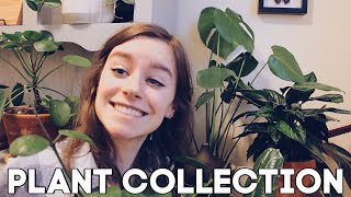 My Houseplant Collection 2019!