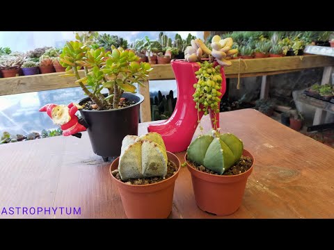 Video: Astrophytum Kaktus Baxımı - Ulduz Kaktus Bitkilərinin Yetişdirilməsi üzrə Məsləhətlər