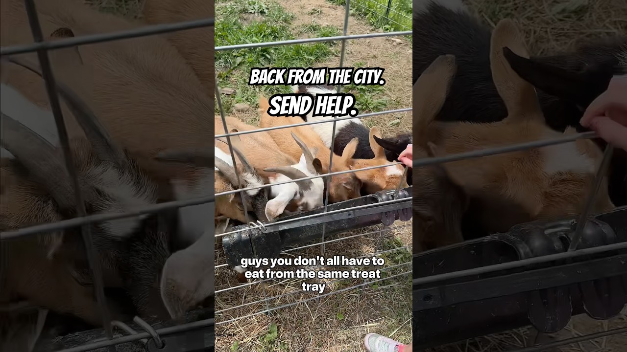 I Left the City… and Came Home to THIS