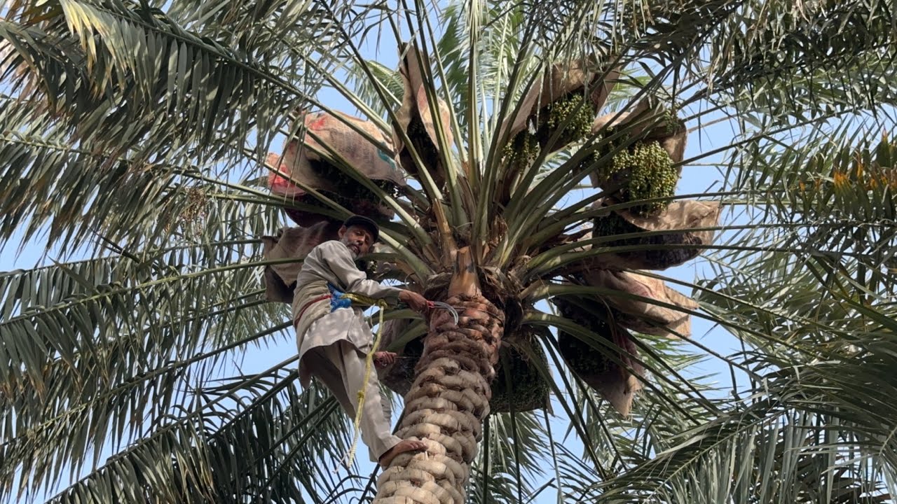 تفليق عذوق نخيل 🌴 الهلالي في البارح الصغير اسرار وخفاياه مع الزعيم ابوسلمان