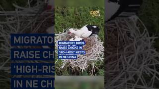 Migratory birds raise chicks in high-rise nests in NE China