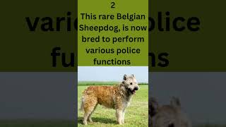 5 Fun Facts about Belgian Laekenois #dogs #shorts #shepherddogs  #belgianlaekenois #belgianmalinois