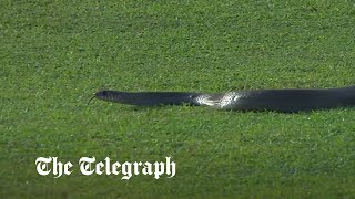 Snake slithers onto pitch during Sri Lankan cricket match