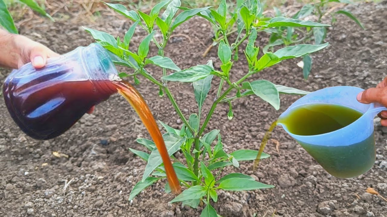 Домашний энергетический напиток из перца чили и помидоров — секрет здорового роста без химикатов.