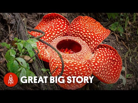 Video: The biggest flower in the world: you will be surprised