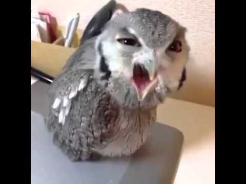 hey!!!-heeey!!!-angry-owl-(original-full-vine)