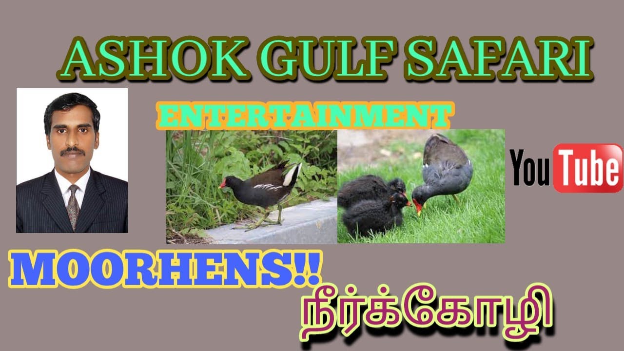 Moorhens Birds 8k Videos .Neer Khozhi Videos