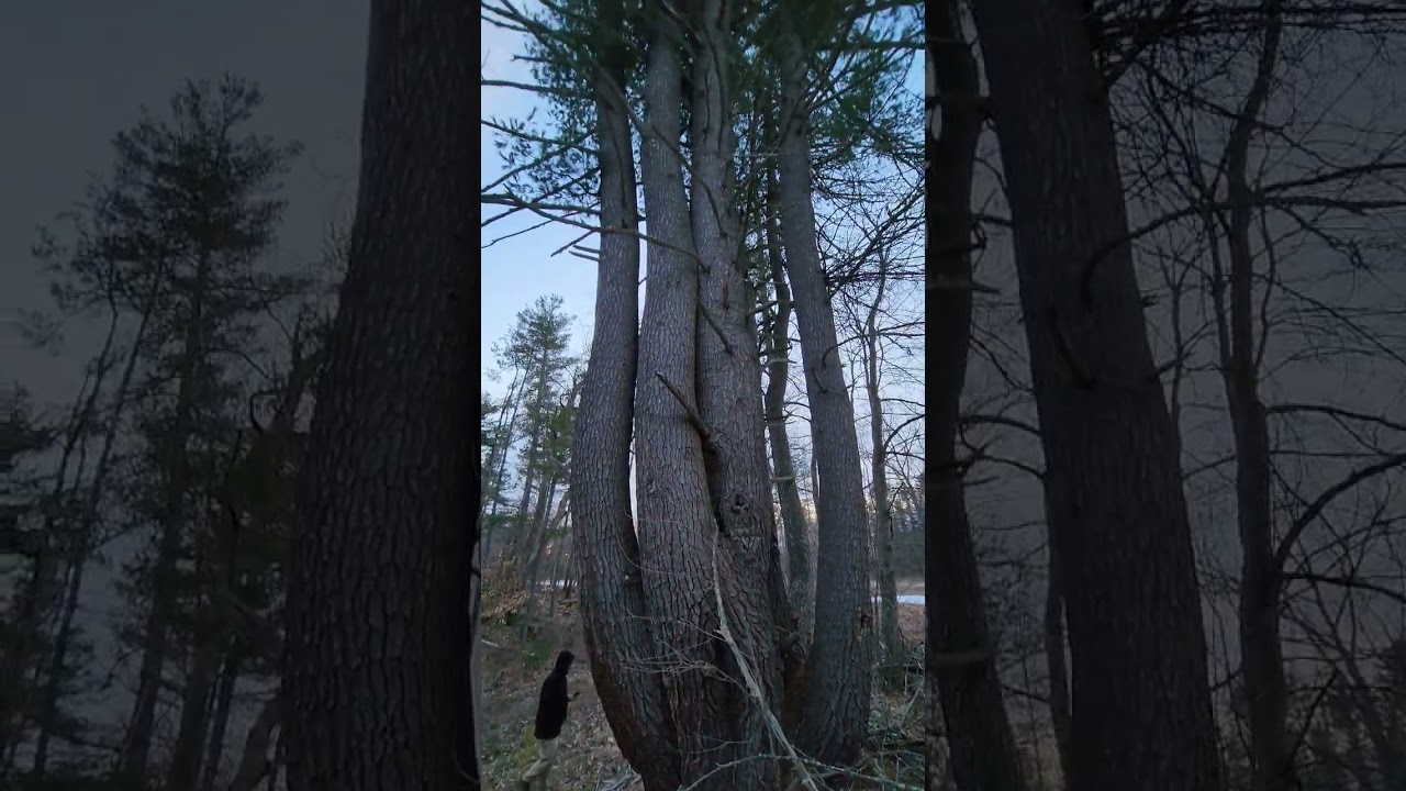 the biggest tree ive ever seen 