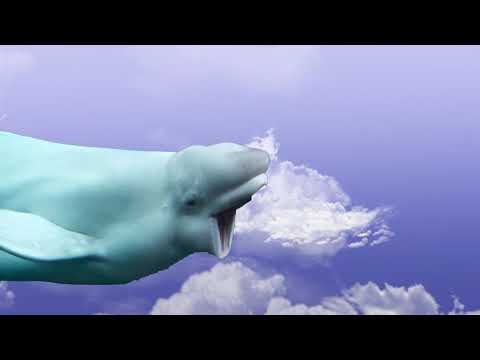 'Clayton Belugas' by