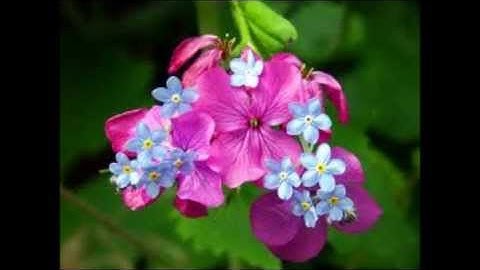 ماتيسر من سورة الطور الشيخ محمود فرج عبدالجليل