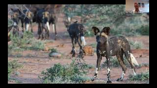 Naturetrek Roadshow: African Wild Dog Conservation and Highlights of Botswana