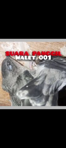 SUARA PANGGIL WALET 001