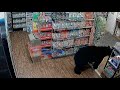 Bear Strolls Store In British Columbia Before Leaving With Gummy Bears 
