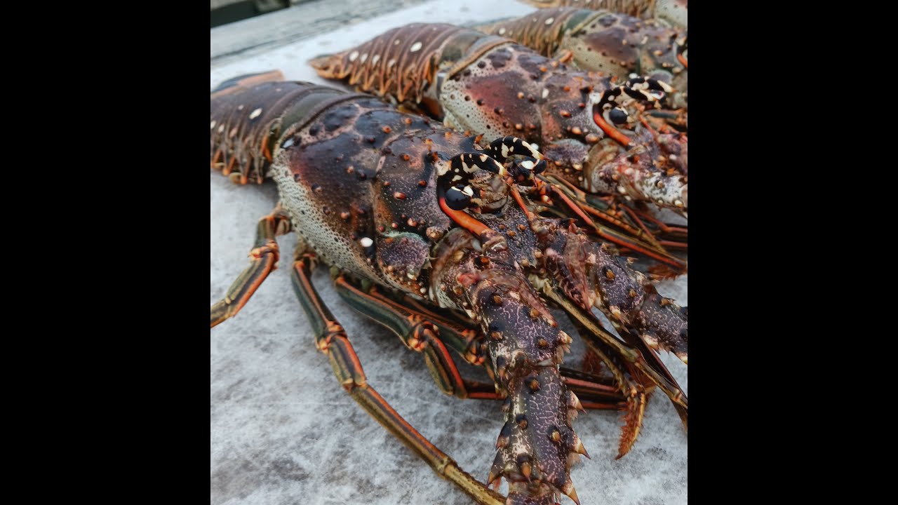 Mini season Lobster 2025 Florida Keys Catch & Cook