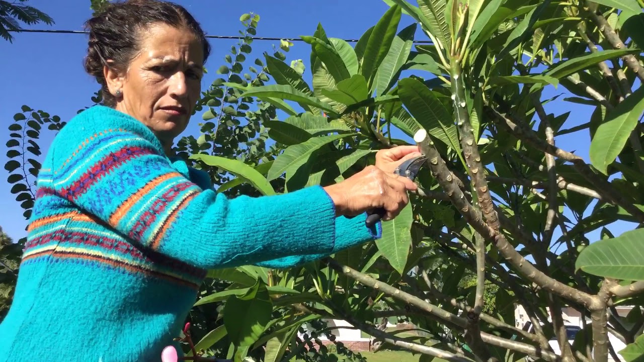 Trim in your plumeria before winter and storms YouTube