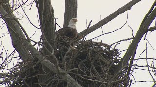 Eagles spotted in record numbers at Connecticut observatory
