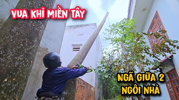 Thật khó tin Vua Khỉ có thể canh cưa hạ gốc chuẩn x.á.c đến như vậy.
