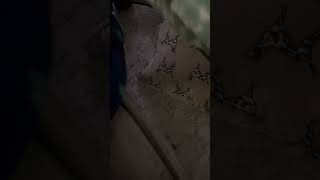 Kindergarten The Musical Look At These Leaves Official Music Video